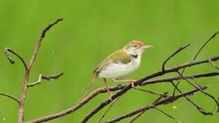 Cute Rufous humming bird singing