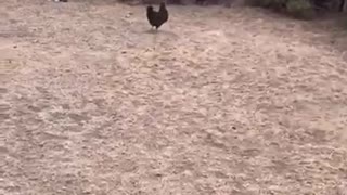 Crazy chicken joins doggy for a game of fetch