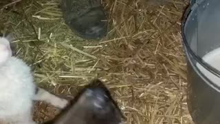 Dog and Cat Drink From Cow