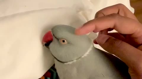 Talking parrot engages in casual evening conversation with owner