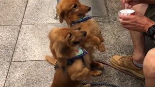 Pair of cutest dogs ever enjoy their ice cream in Kochi, Japan