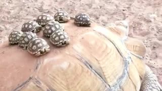 Baby turtles go for a ride on their mother's back