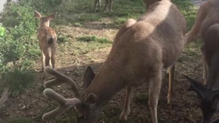 Deer daddy & family