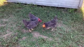 Chicken fight over a tomato!!