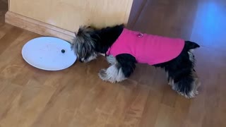 Yorkie Gets into Argument with Blueberry