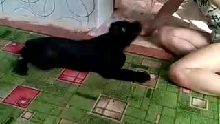 щенок пытается оторвать девочке косичку