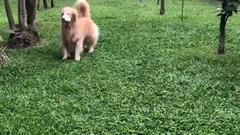 Ecstatic Golden Retriever really wants to play fetch