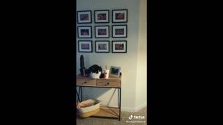 This cat loves knocking stuff over - wait for the end!