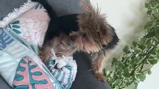 Yorkie vs Toy Mouse