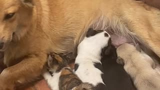 Recently Adopted Stray Kitten Fed by Mothering Dog