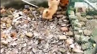 Chicken VSS Dog Fight - FUNNY VIDEO