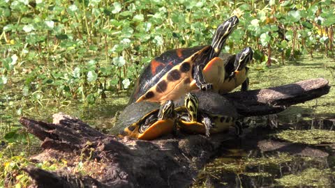 Turtles sunning in Florida swamp