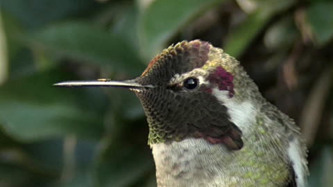 Anna’s Hummingbird Shows Off Bright Color Change Illusion