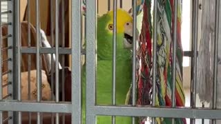 Parrot Puts on an Amazing Performance