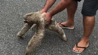 Sloth Thanks Stranger For Helping Her Across Road