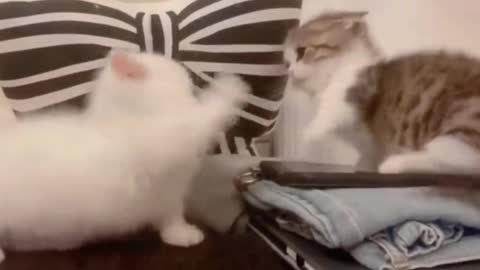 Cute Cats Fighting To The Death
