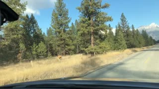 Elk Trips While Crossing the Road