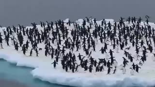 A penguin island