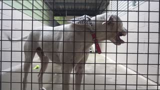 White dog in animal shelter waiting for adoption