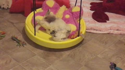 Puppy passes out on toy swing in motion