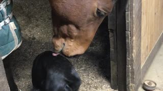 Horse Grooms Puppy Pal