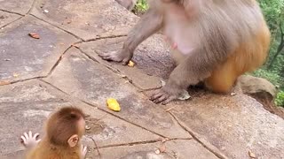 Old monkey hitting someone's little monkey