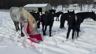 Brave horse shows foals they don't need to fear umbrellas