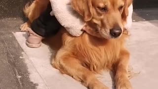 Cute Baby Playing With Dog And Cat