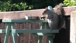 Squirrel Eating From a Custom Picnic Table