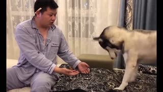 Super funny animals must watch!