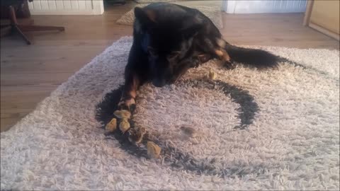 Newly Hatched Quails Introduced To German Shepherd Guardian