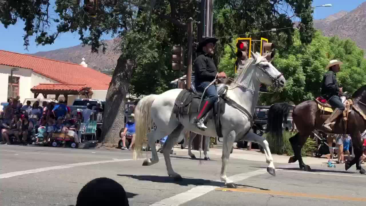 Dancing Horses 2 Ojai 4th of July Parade