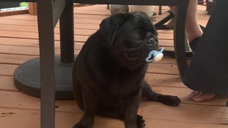 Pug With A Pacifier