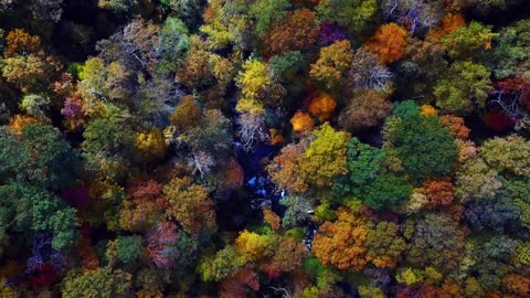 Beautiful Aerial View of a Forest