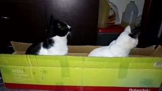Gatitos en caja de navidad 😸😸