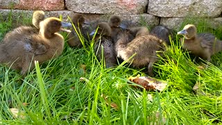 Ducklings grazing