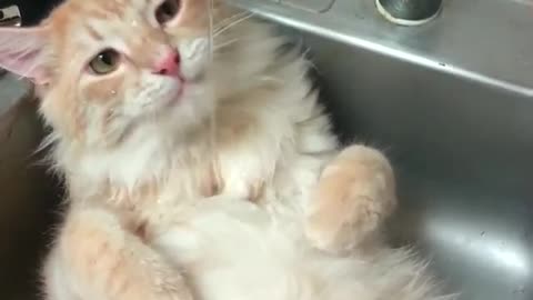 Cat chills in kitchen sink, absolutely loves water