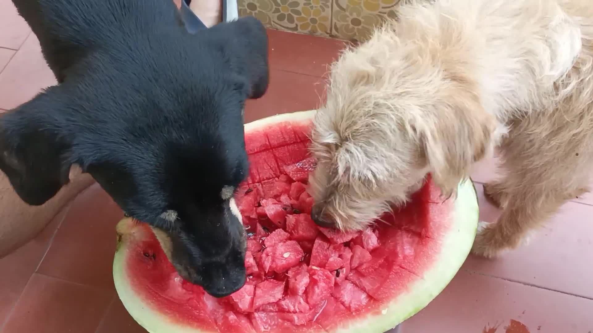 dogs-share-watermelon-cubes-on-hot-day