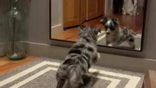 Puppy totally confused by her reflection in the mirror