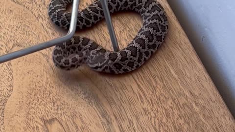 There's a Snake in my House!