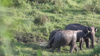 A few cute elephants