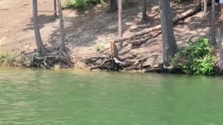 Woman Faceplants During Rope Swing Fail