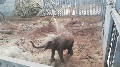 Adorable Elephant Eating