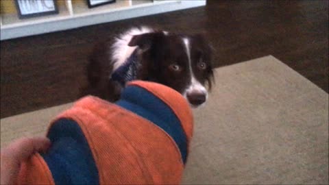 Border Collie Is Unsure About A New Toy And Refuses To Touch It