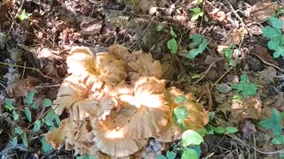 Wild Mushrooms Growing at the Park