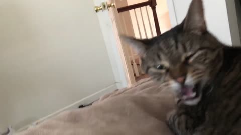 Irritated cat gets angry when awoken from nap