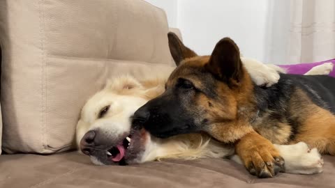 What true love looks like between a Golden Retriever and a German Shepherd Puppy!