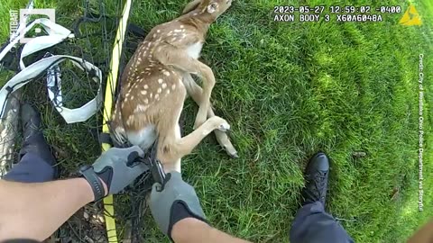FREE BAMBI! Police Save Baby Deer Caught in Net