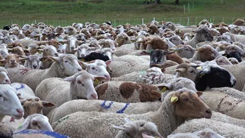 big group of sheeps