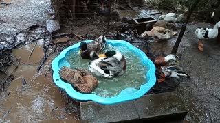 Ducks, cleaning in their pond 16th August 2021